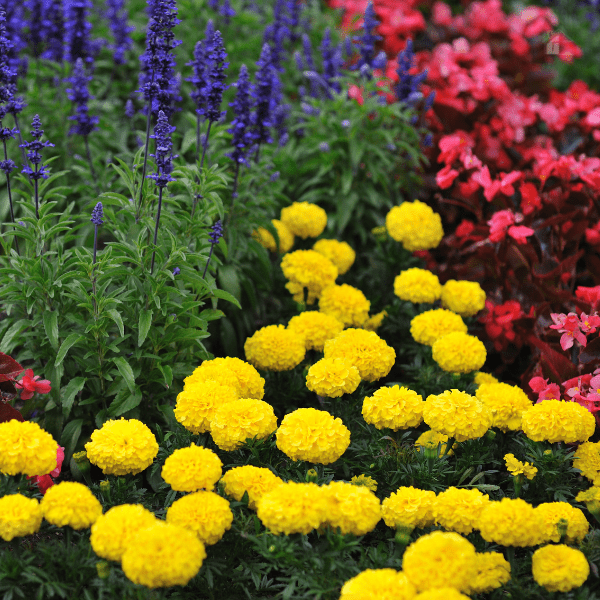 Colorful flowers in a summer garden.
