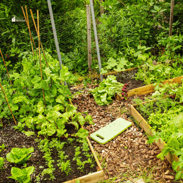 Vegetable Garden with Raised Beds