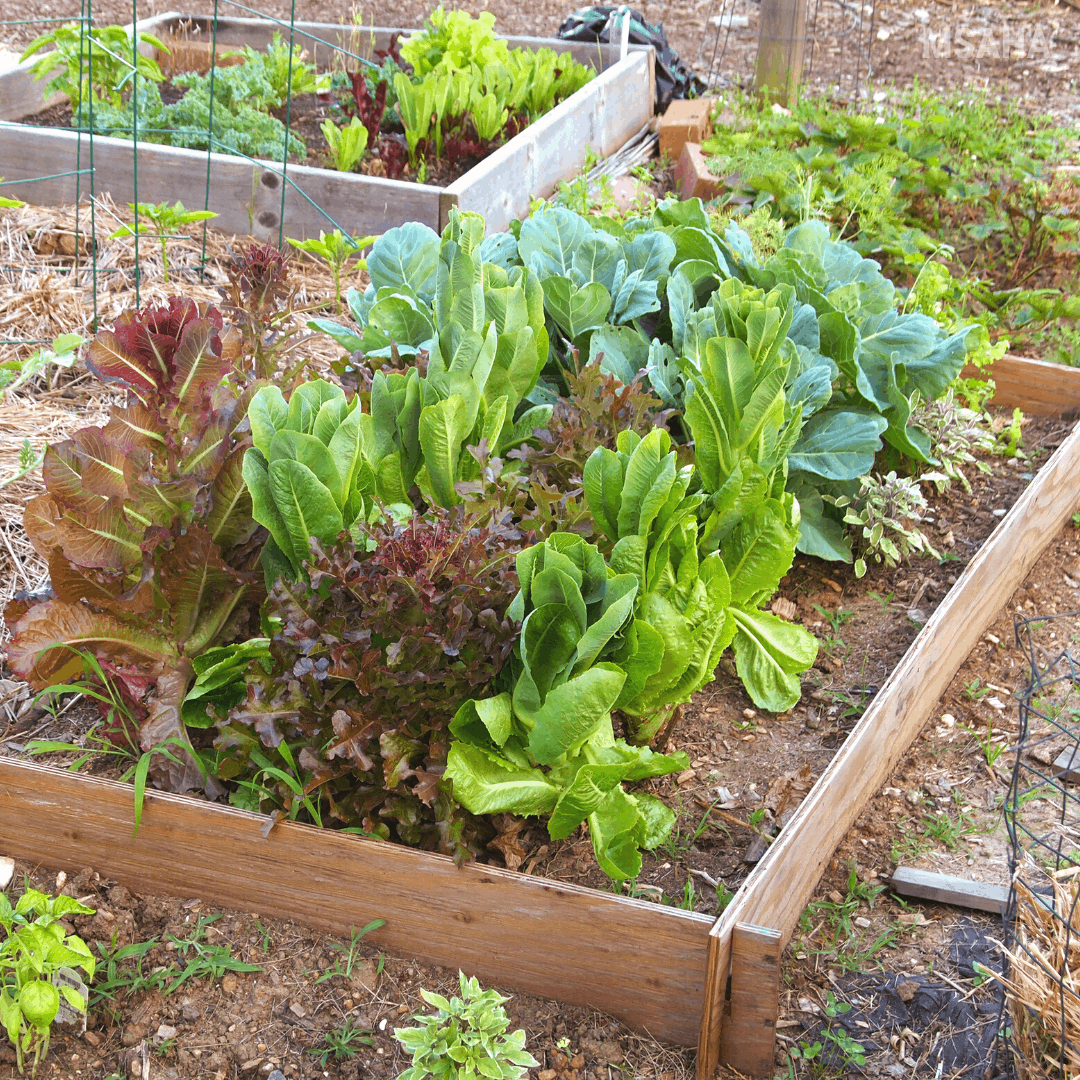 How To Build Raised Vegetable Garden Beds For Beginner Gardeners