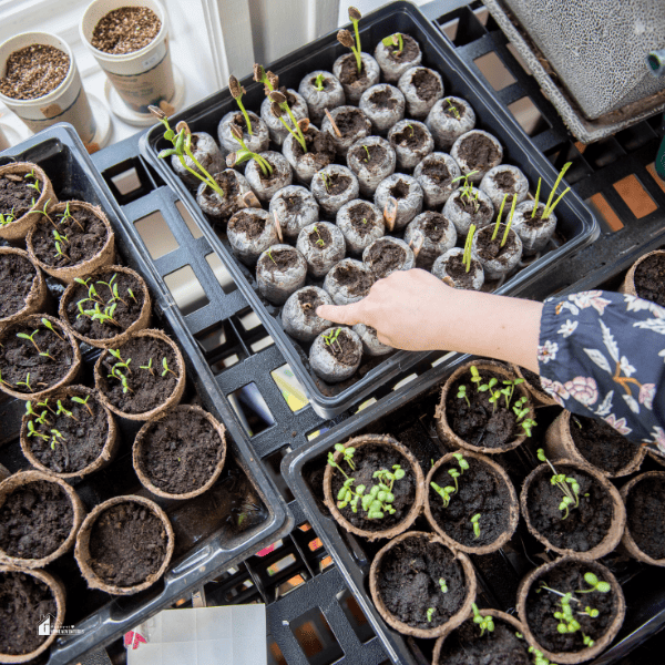 Grow Anywhere: Essential Tips for Thriving Indoor Gardening Spaces