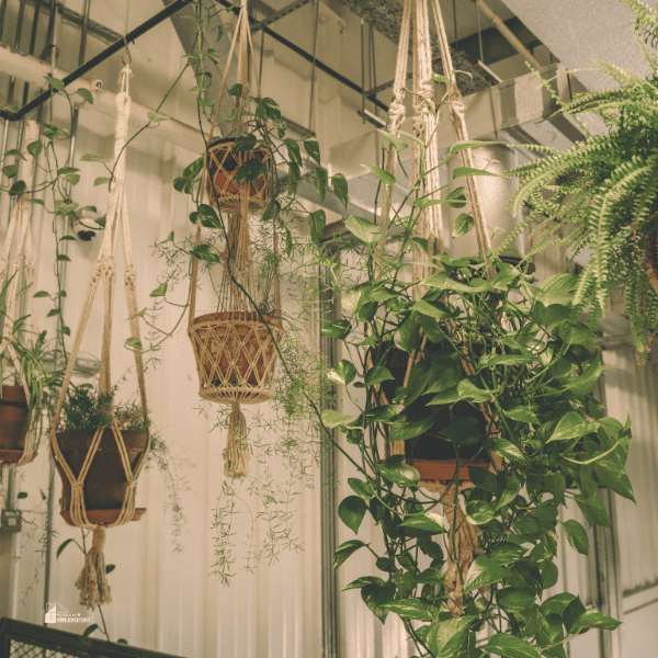 Indoor Hanging Plants