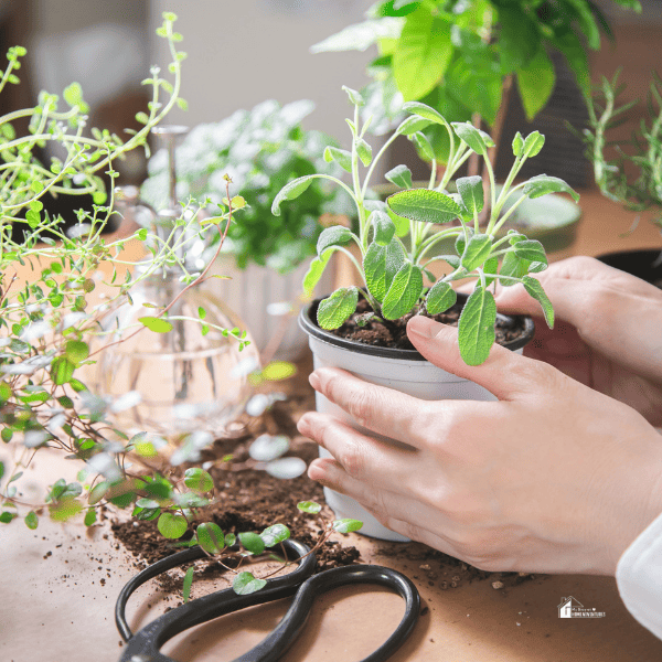 Indoor gardening. Women's hands taking care of herbs.