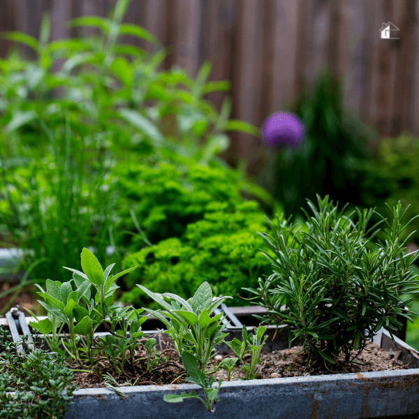 4 Easy-to-Grow Culinary Herbs Ideal for Beginners