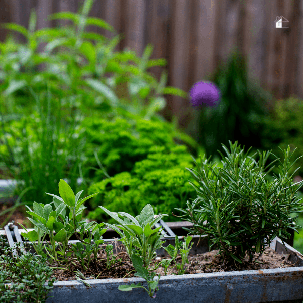 Close up of herbs for the kitchen.