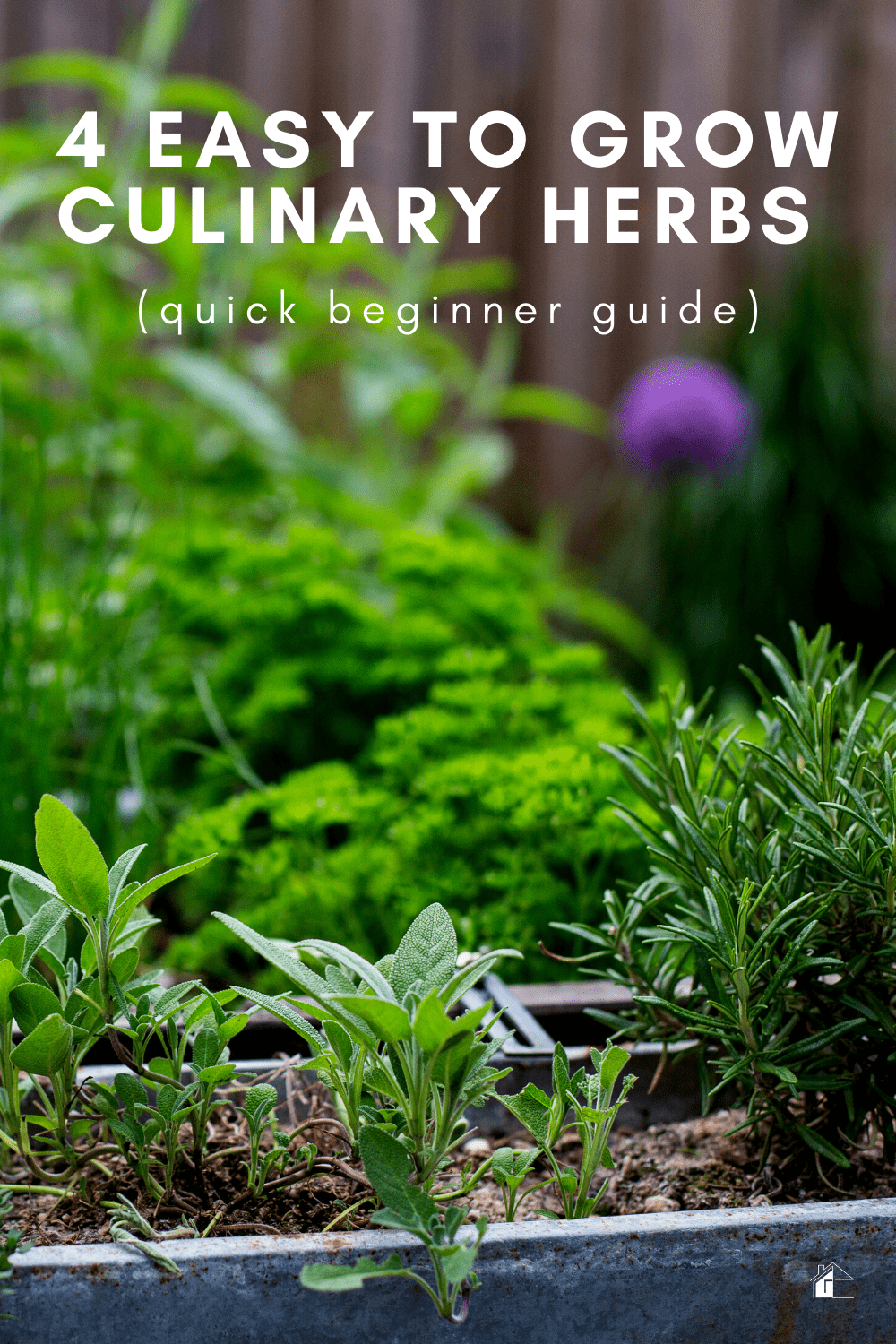 Beginner gardener? Learn how to grow these four easy to grow and versatile herbs in your home. The best thing is that you can grow them indoor and save money. via @mystayathome