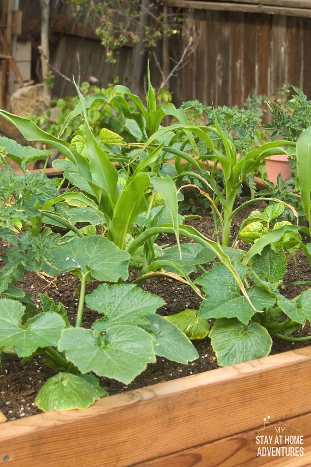 New to gardening? Learn how to build raised vegetable garden beds including what wood to use, how to build one for less than $15. via @mystayathome