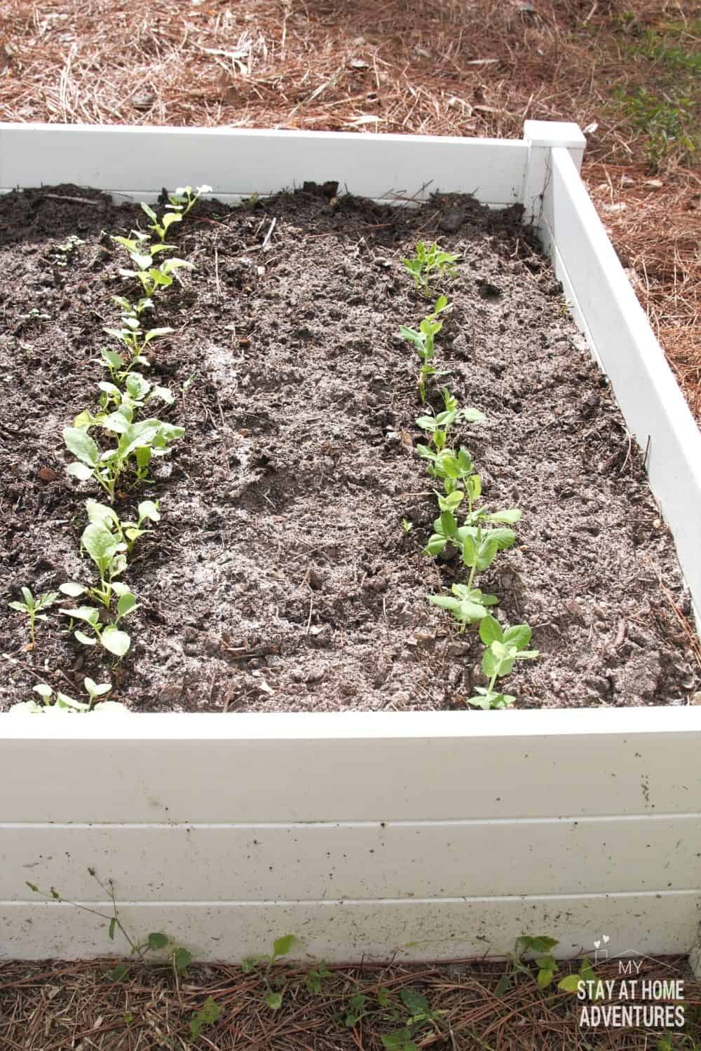 New to gardening? Learn how to build raised vegetable garden beds including what wood to use, how to build one for less than $15. via @mystayathome