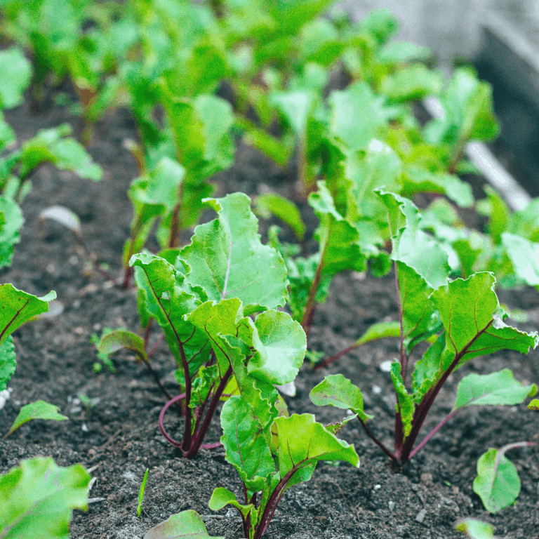 Start a Vegetable Garden This Season: 8 Reasons You Will Love