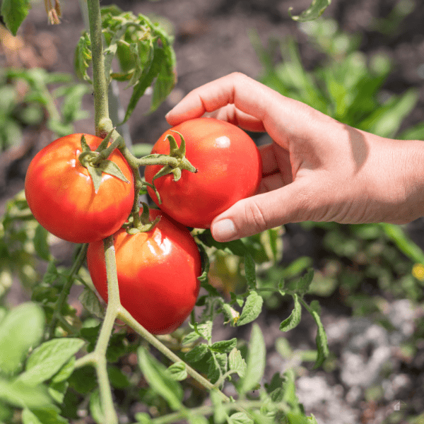Female hand harvesting tomatoes from a plant.