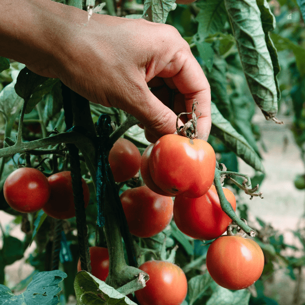 Male hand picking tomatoes from plant.