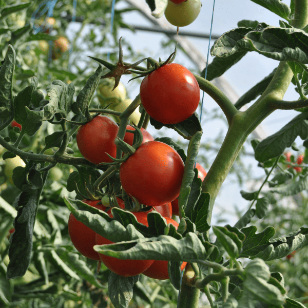 Red tomatoes on plant