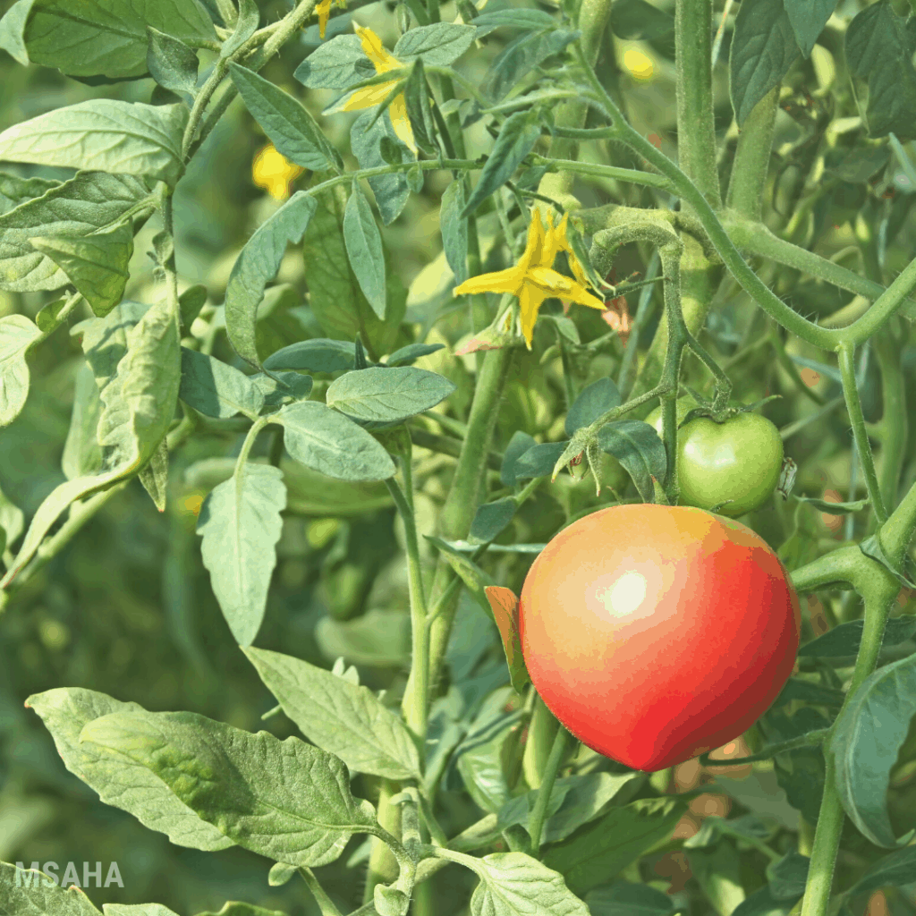 Ripe tomato in plant.