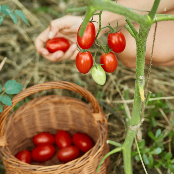 Kid picking tomatoes from plant.