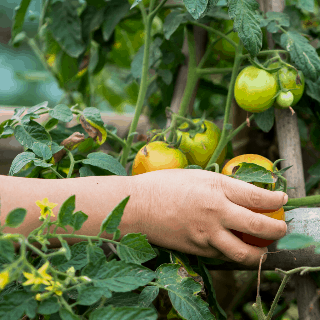 Young hand picking up green tomatoes from plant.