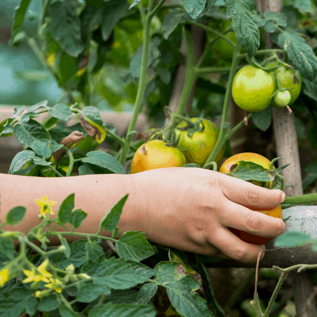 How to Harvest Tomatoes When They Are Ready (And When Not To)