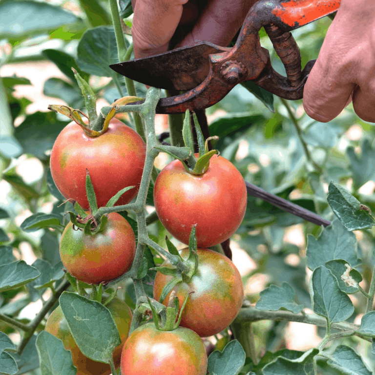 Harvesting Tomatoes (Tips for Beginners)