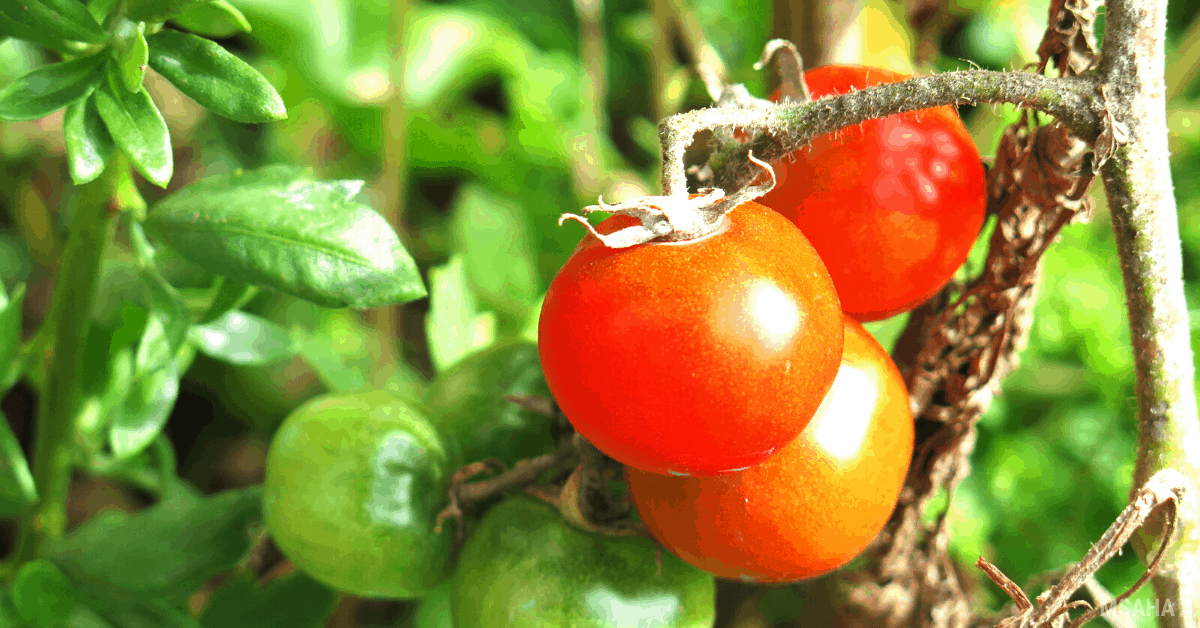 How to Harvest Tomatoes When They Are Ready (And When Not To)