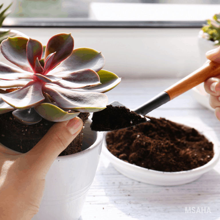 How to Make Succulent Soil