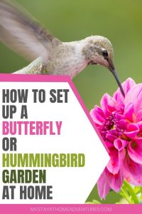 Learn How to Set Up a Butterfly or Hummingbird Garden at Home Today