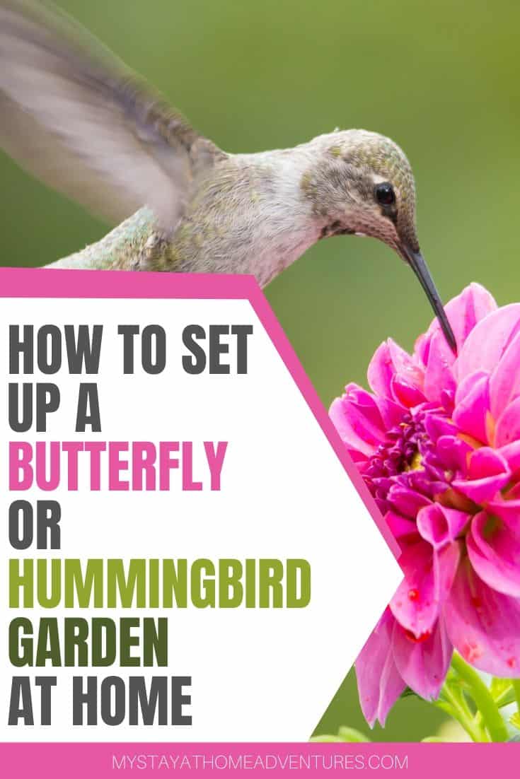 Learn How to Set Up a Butterfly or Hummingbird Garden at Home Today