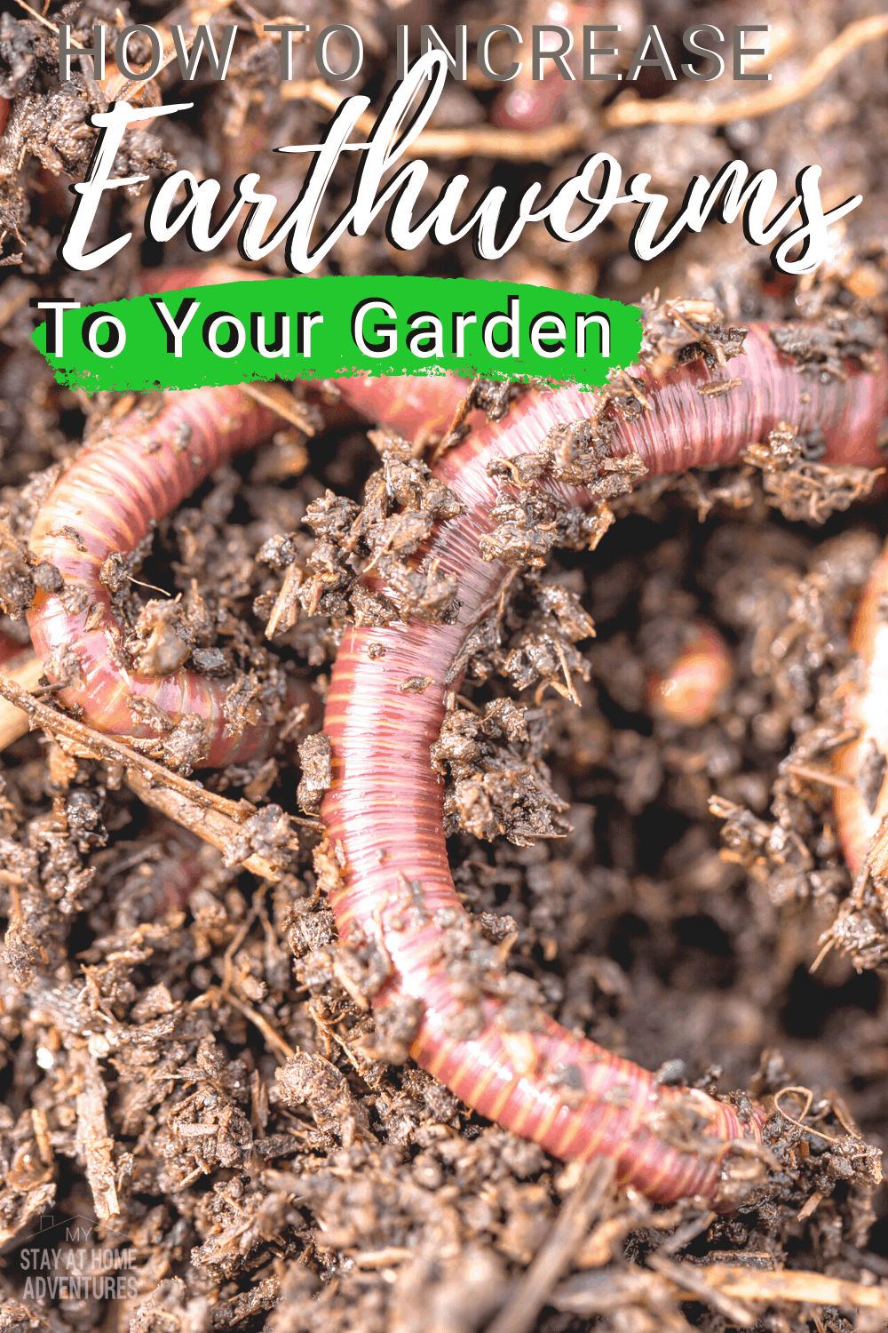 Learn five ways to attract earthworms to your home garden from learning the benefits of having worms to where to find them for your garden. #garden #gardening #earthworms #organicgarden via @mystayathome