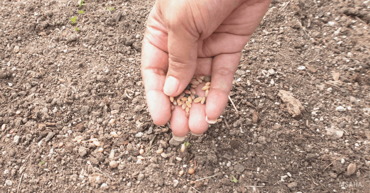 Benefits of Using Garden Cover Crop Seeds In Your Home Garden