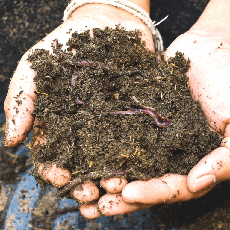 Ways to Attract More Earthworms To Your Garden