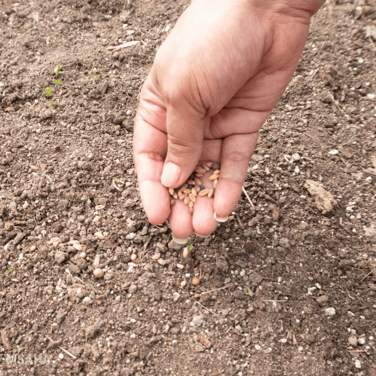 Benefits of Using Garden Cover Crop Seeds In Your Home Garden