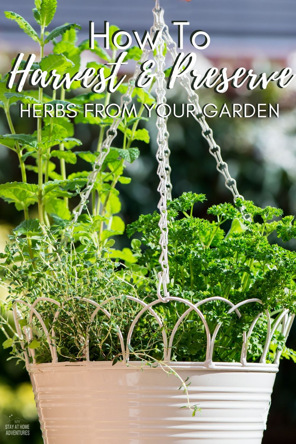 Follow these simple tips to learn how to harvest and store fresh herbs from your garden. Enjoy the delicious flavor of fresh herbs all year! #gardeningtips #herbgarden #harvestherbs via @mystayathome