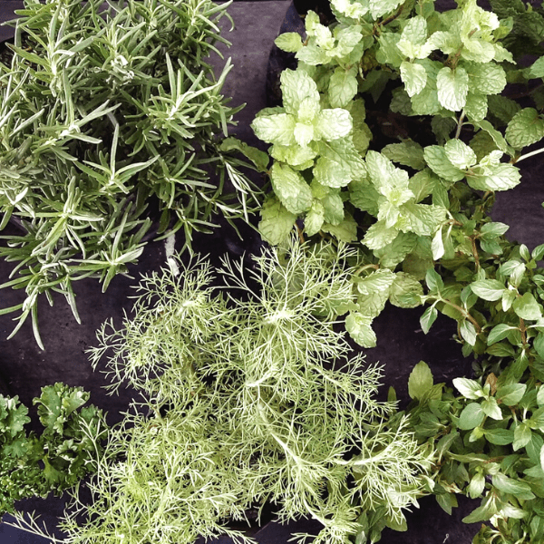 Bunch of herbs on a black counter.