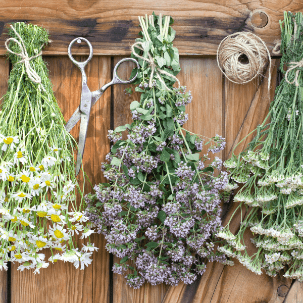 Fresh harvested herbs hanging and drying.
