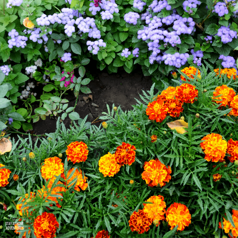 Add Pops of Color to Fall Landscaping