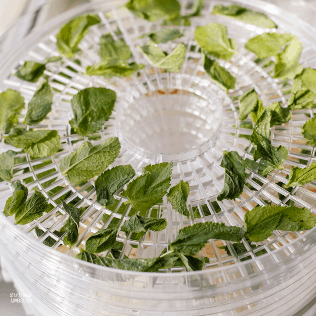 Basil leaves in dehydrator.