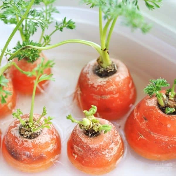 Replanting carrots with carrot tops in water.