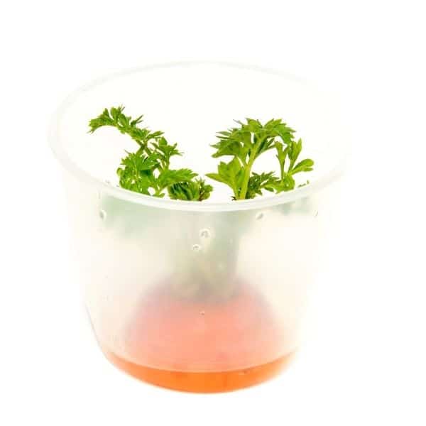 Repeated propagation of carrots in a plate with water.