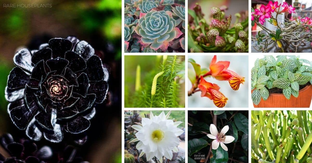 10 Rare Houseplants You Didn’t Know You Wanted!