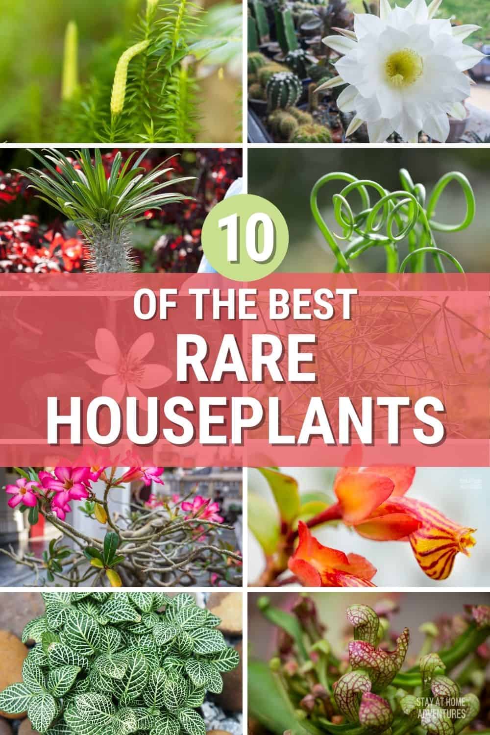 Learn all you need to know about rare houseplants, from what are they, what’s the most expensive to what are the top rare houseplants around. via @mystayathome