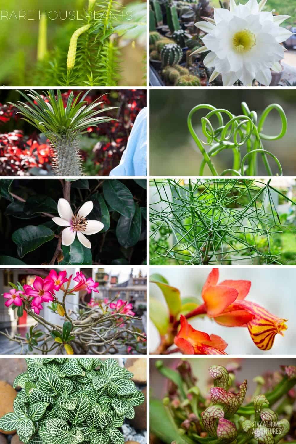 Learn all you need to know about rare houseplants, from what are they, what’s the most expensive to what are the top rare houseplants around. via @mystayathome