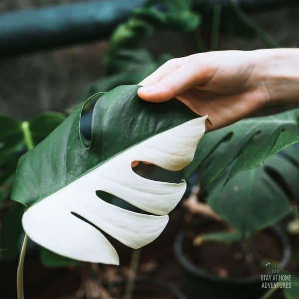 ariegated Monstera deliciosa leaves in woman gardener hand