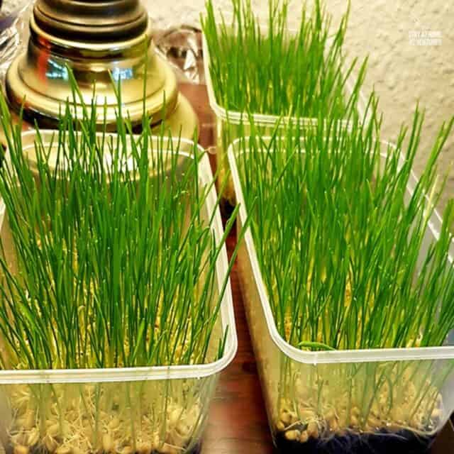How to Grow Wheatgrass in Your Home * My Stay At Home Adventures