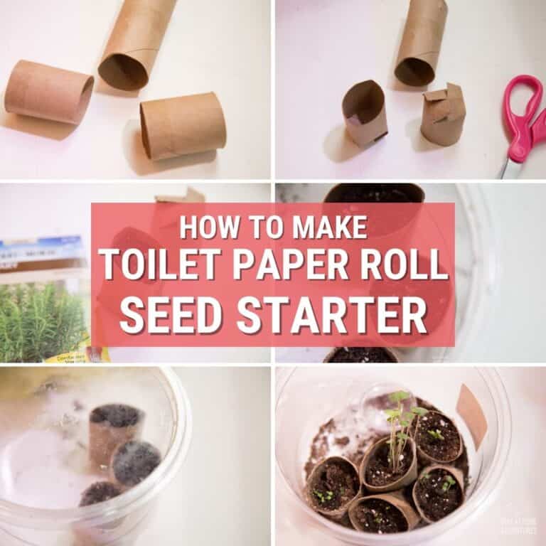 How to Create Toilet Paper Roll Seed Starter