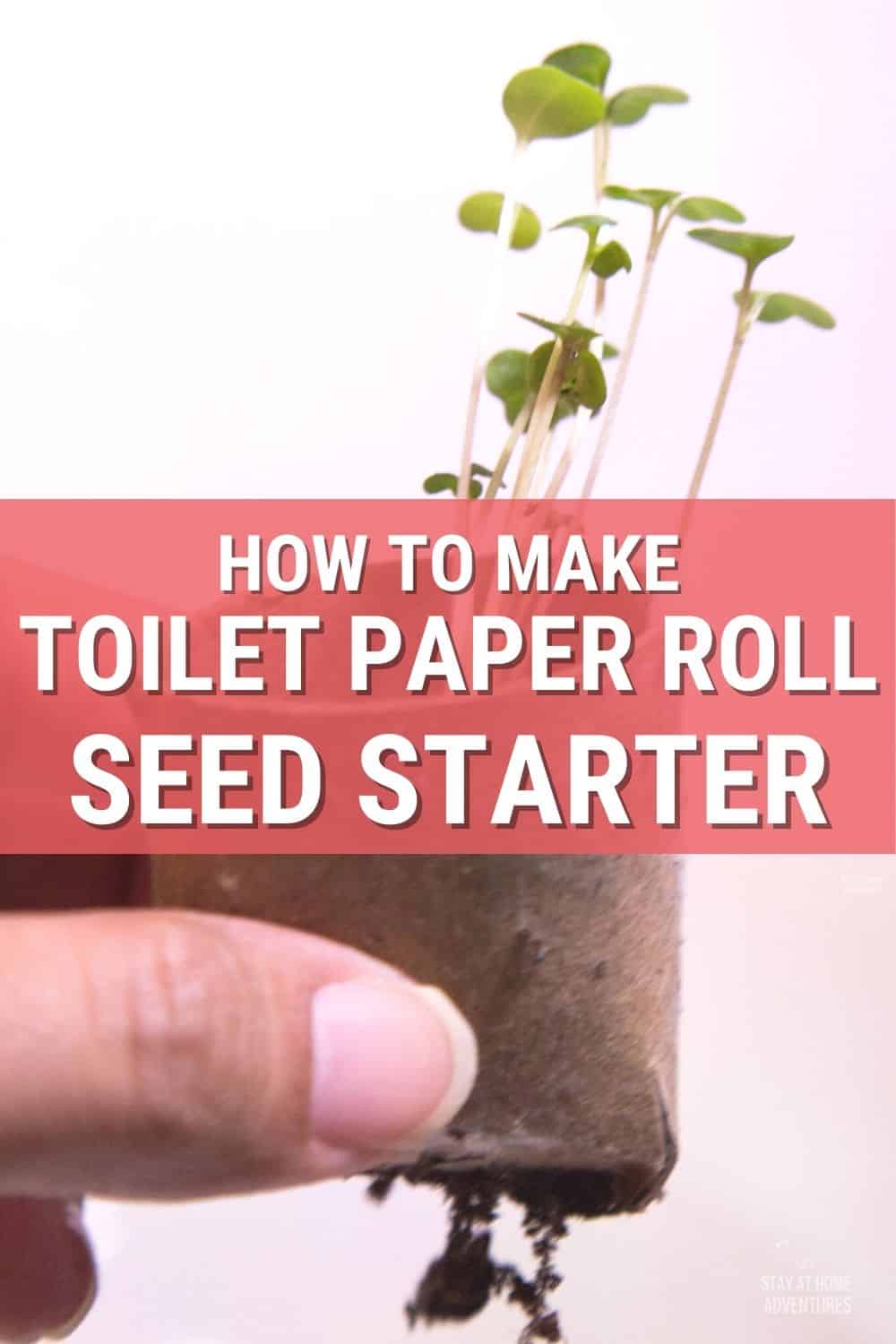 This toilet paper seed starter tutorial is all you need to seed starting indoor this season. Learn all you need to know and start growing your garden today. #gardening #seeding #toiletpaperseedstarter via @mystayathome