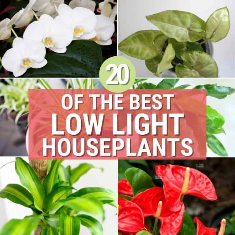 20 Best Low Light Houseplants