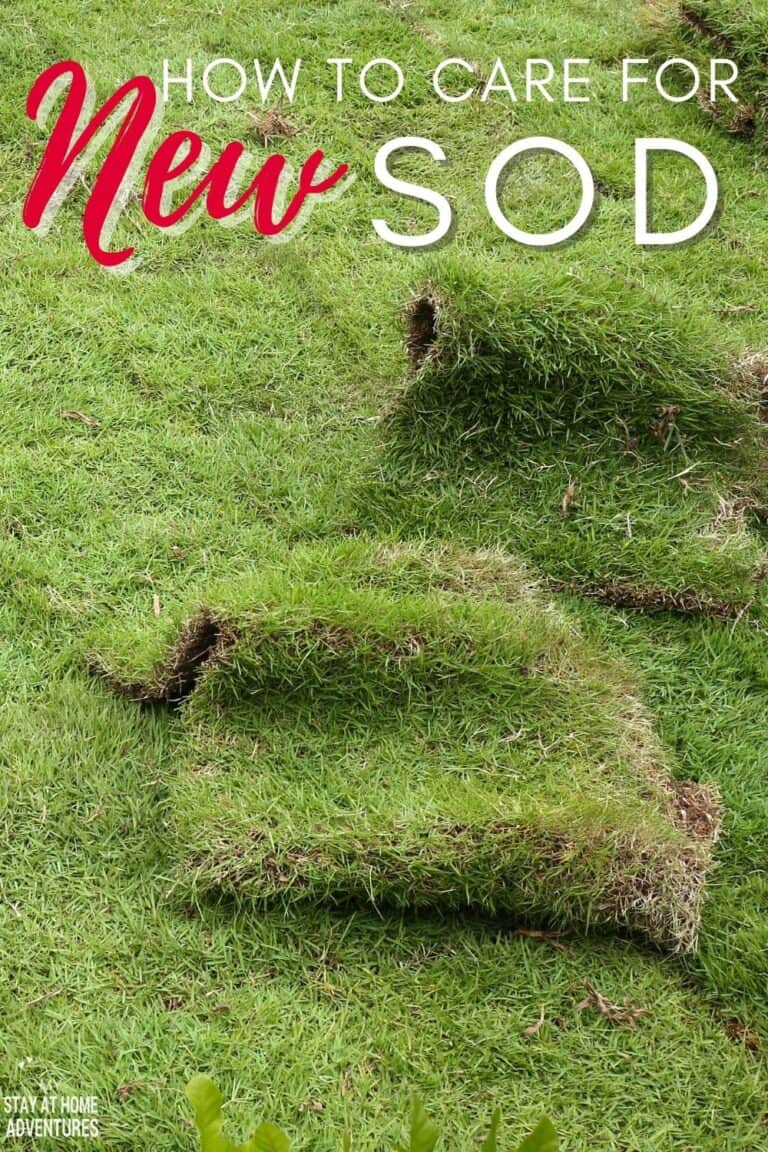 How to Care for New Sod A Beginner's Guide