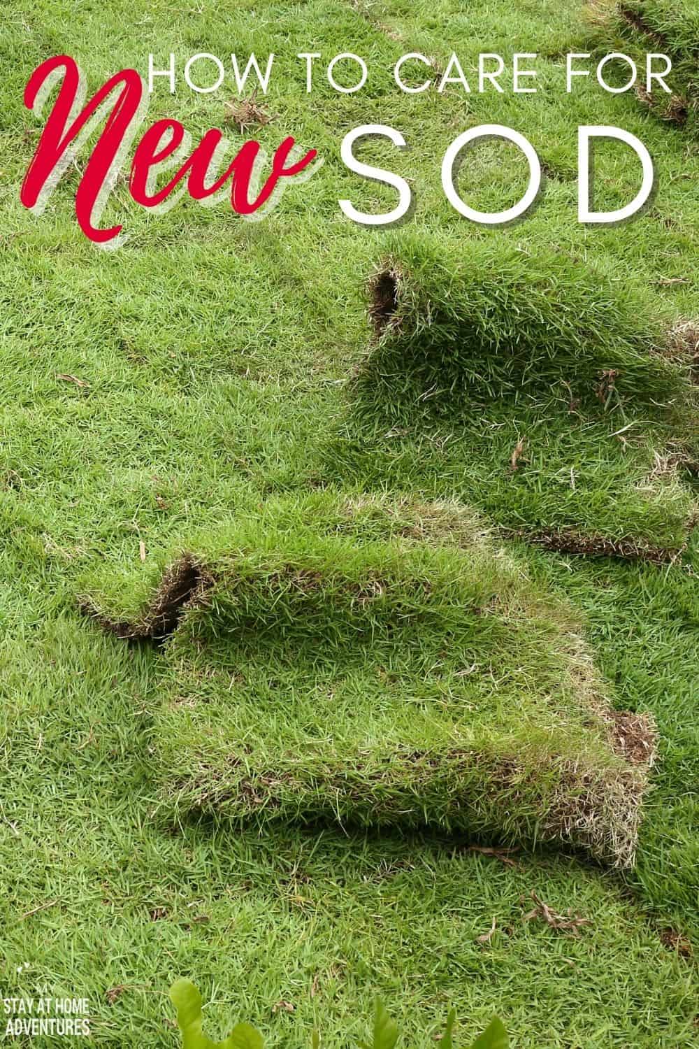 Learn the basics of caring for new sod and answer questions like what type of sod to buy, when it's time to water your lawn, and more. via @mystayathome