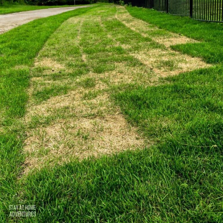 How to Care for New Sod: A Beginner’s Guide