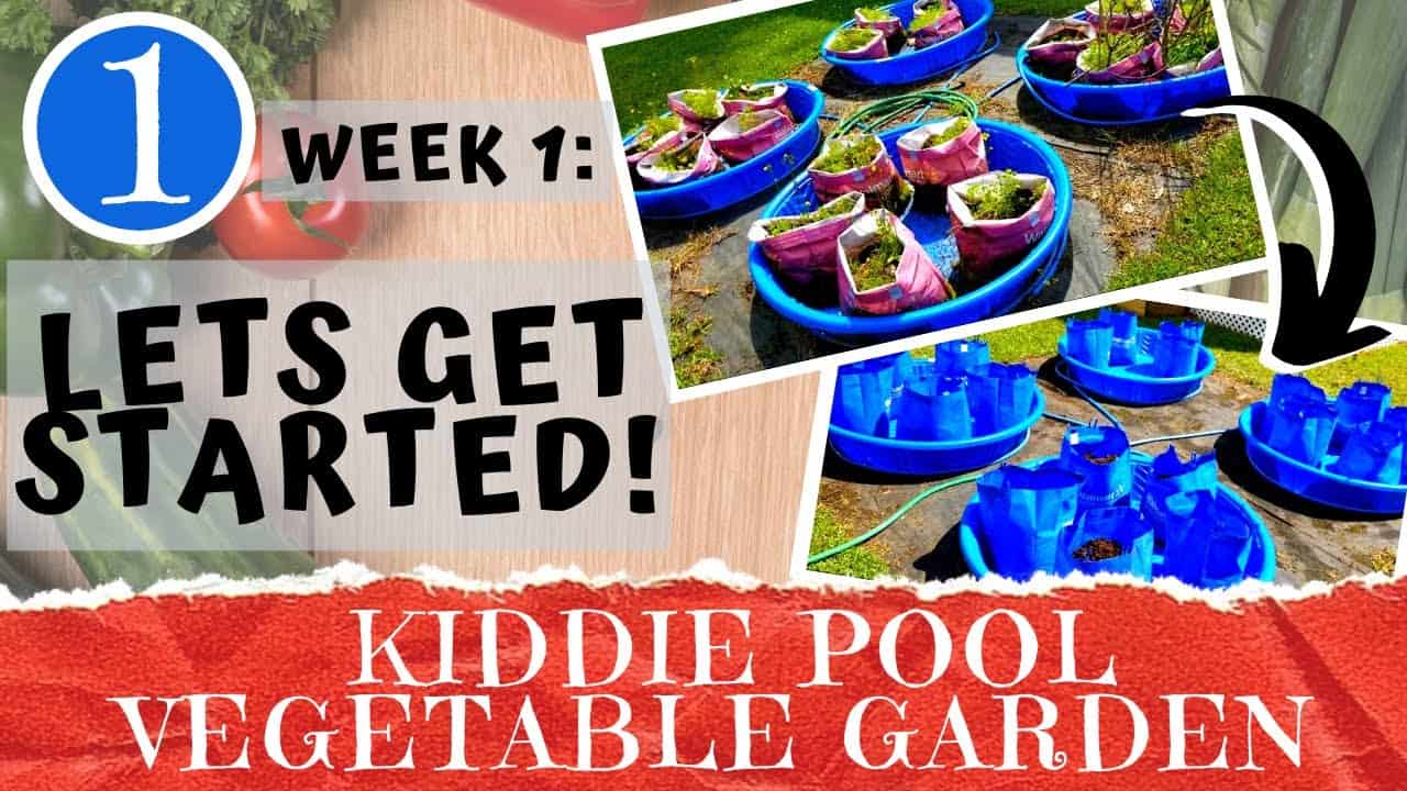 Creative Ways to Start a Garden Using Kiddie Pools