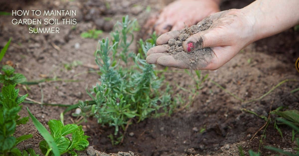 How to Maintain Garden Soil This Summer * My Stay At Home Adventures