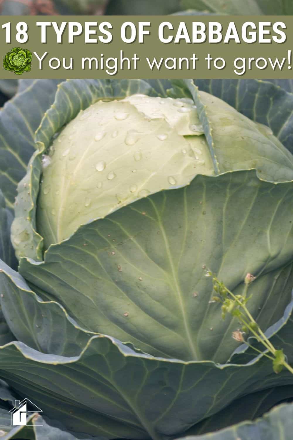 There are so many types of cabbages with different colors, shapes, and textures. Growing cabbage can also be easy and enjoyable. via @mystayathome
