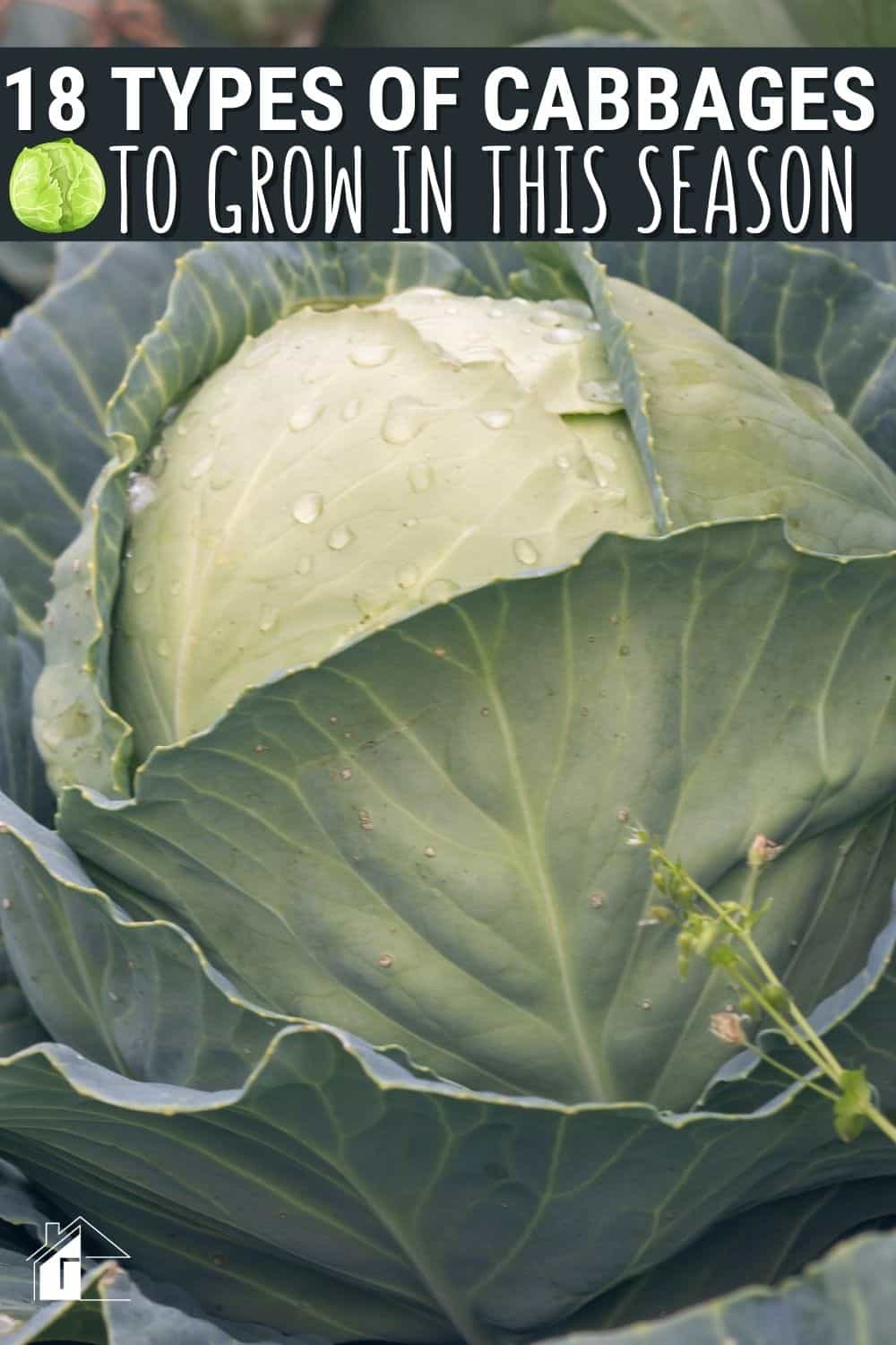 Microgreens or Garden     bin162 Danish Ballhead Cabbage 